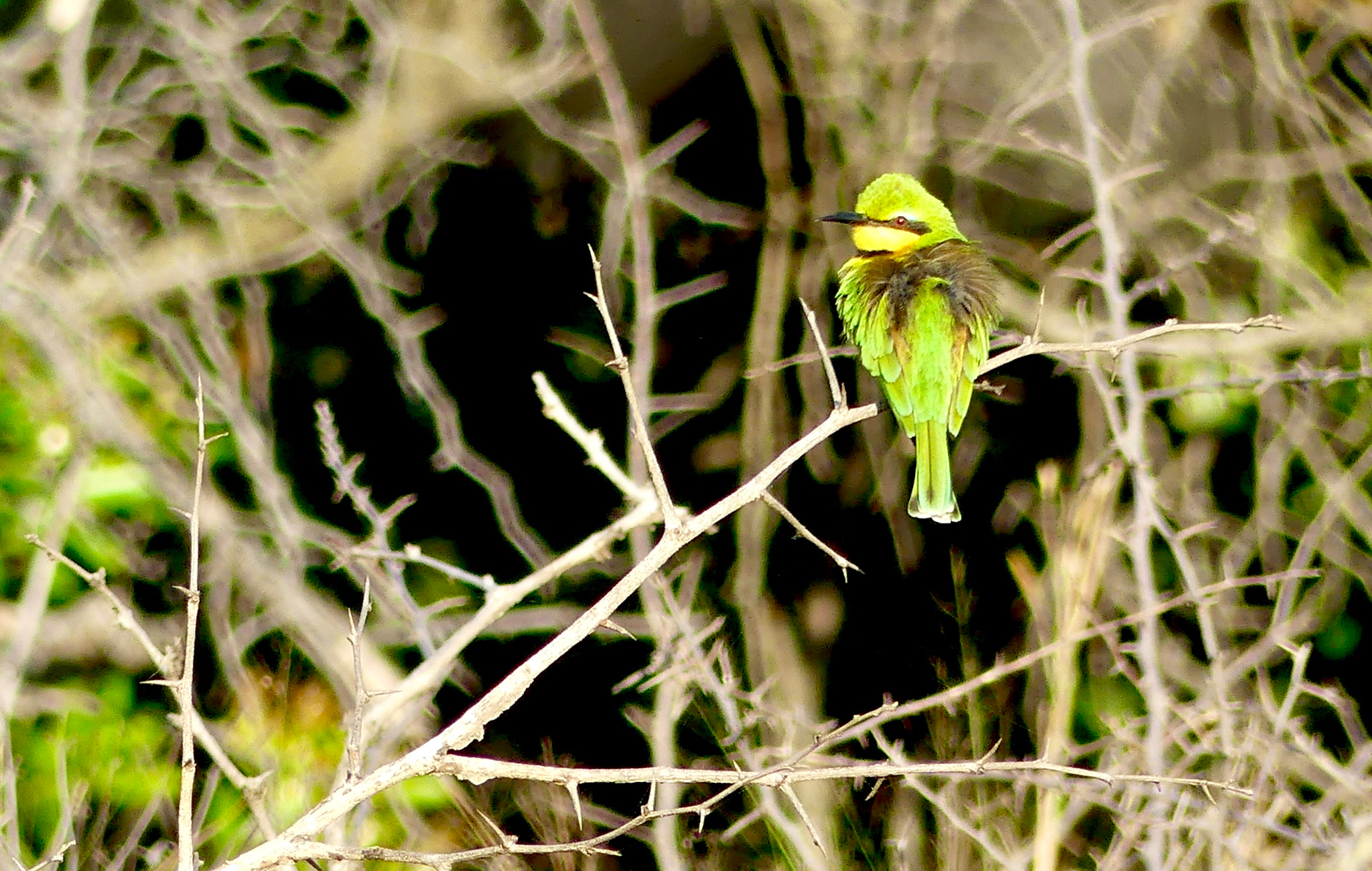 Little Bee eater